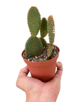 Bunny Ear Cactus Live Indoor Plant (Opuntia microdasys), Easy Care Succulent Houseplant for Home and Office Decor