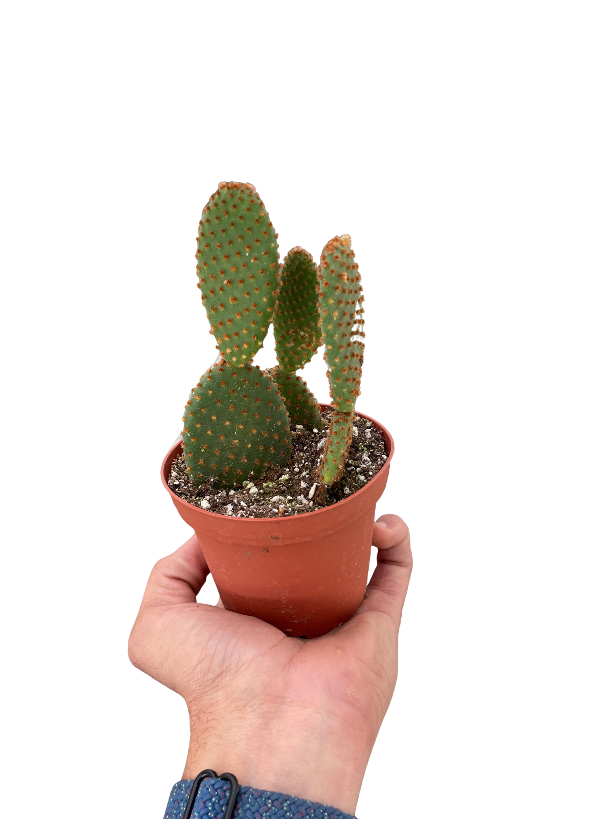 Bunny Ear Cactus Live Indoor Plant (Opuntia microdasys), Easy Care Succulent Houseplant for Home and Office Decor