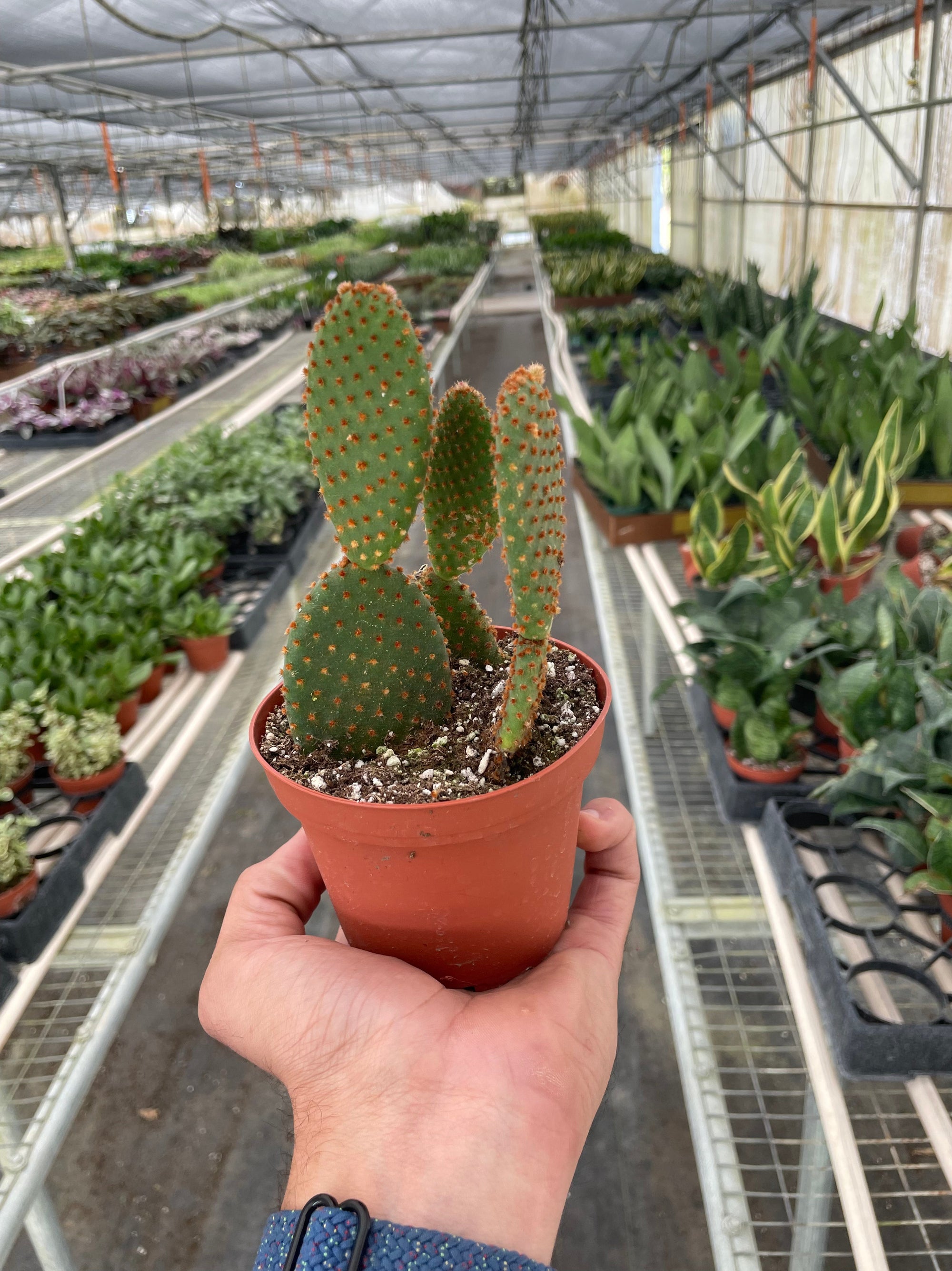Bunny Ear Cactus Live Indoor Plant (Opuntia microdasys), Easy Care Succulent Houseplant for Home and Office Decor
