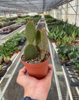 Bunny Ear Cactus Live Indoor Plant (Opuntia microdasys), Easy Care Succulent Houseplant for Home and Office Decor