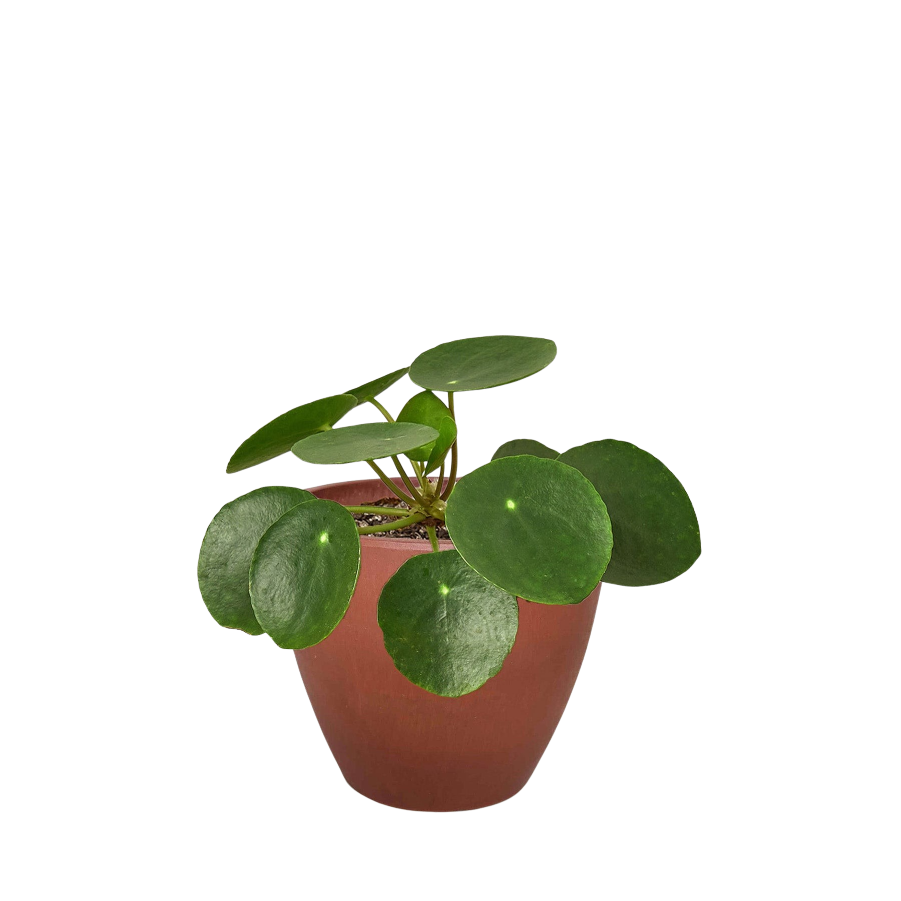 Pilea Peperomioides Chinese Money Plant Live Indoor Plant (Pilea peperomioides), Easy Care Houseplant for Home and Office Decor