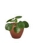 Pilea Peperomioides Chinese Money Plant Live Indoor Plant (Pilea peperomioides), Easy Care Houseplant for Home and Office Decor