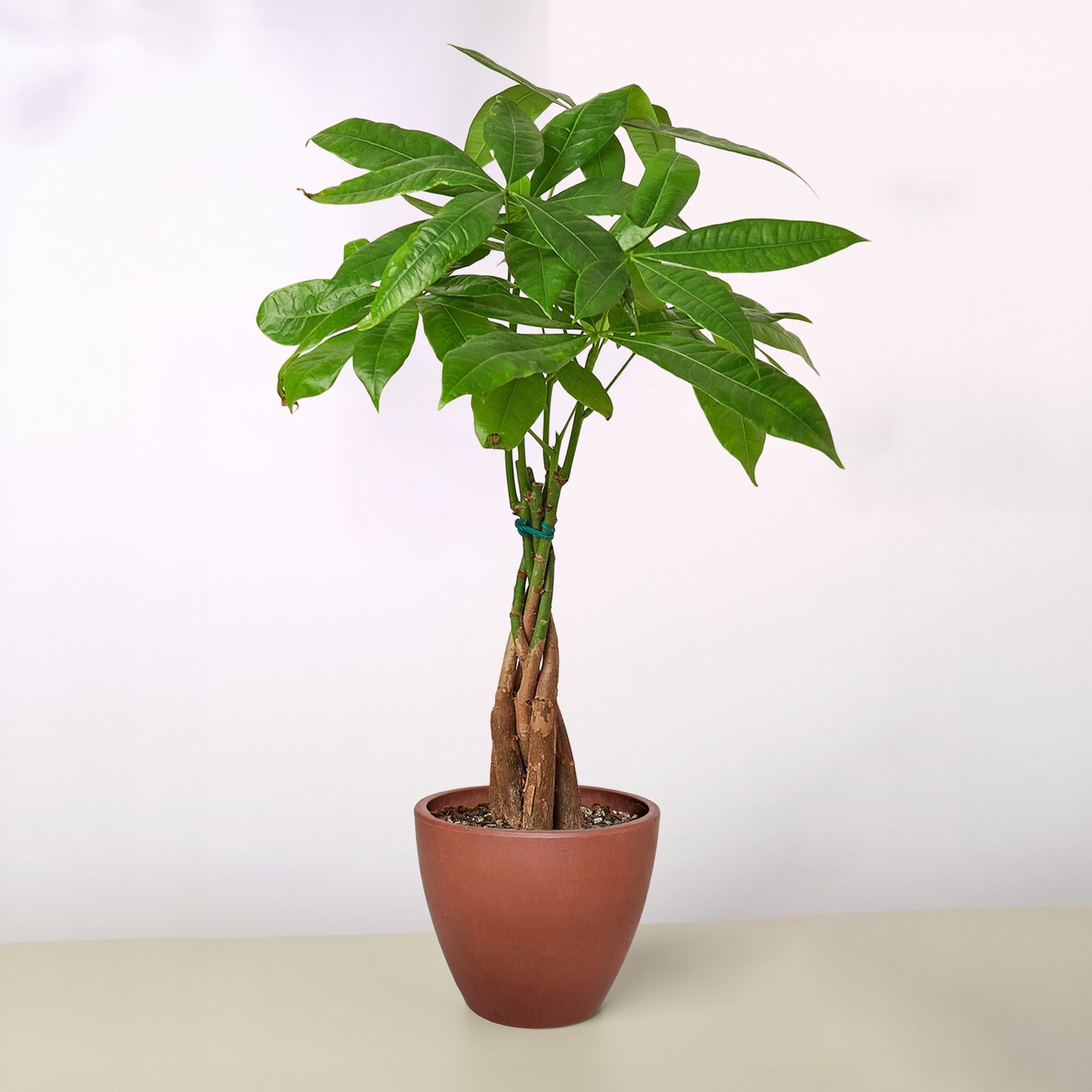 Money Tree Pachira Braid Live Indoor Plant (Pachira aquatica), Easy Care Braided Trunk Houseplant for Home and Office Decor