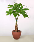 Money Tree Pachira Braid Live Indoor Plant (Pachira aquatica), Easy Care Braided Trunk Houseplant for Home and Office Decor