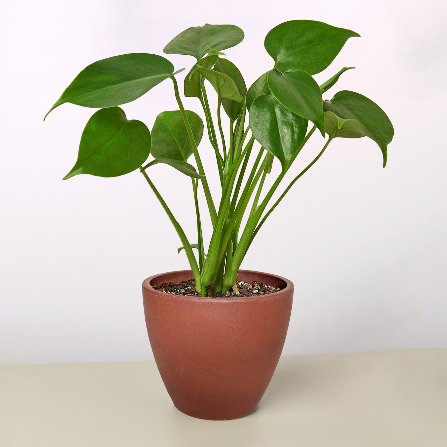Split-Leaf Monstera Deliciosa Live Indoor Plant (Monstera deliciosa), Easy Care Climbing Statement Houseplant for Home and Office Decor