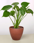 Split-Leaf Monstera Deliciosa Live Indoor Plant (Monstera deliciosa), Easy Care Climbing Statement Houseplant for Home and Office Decor