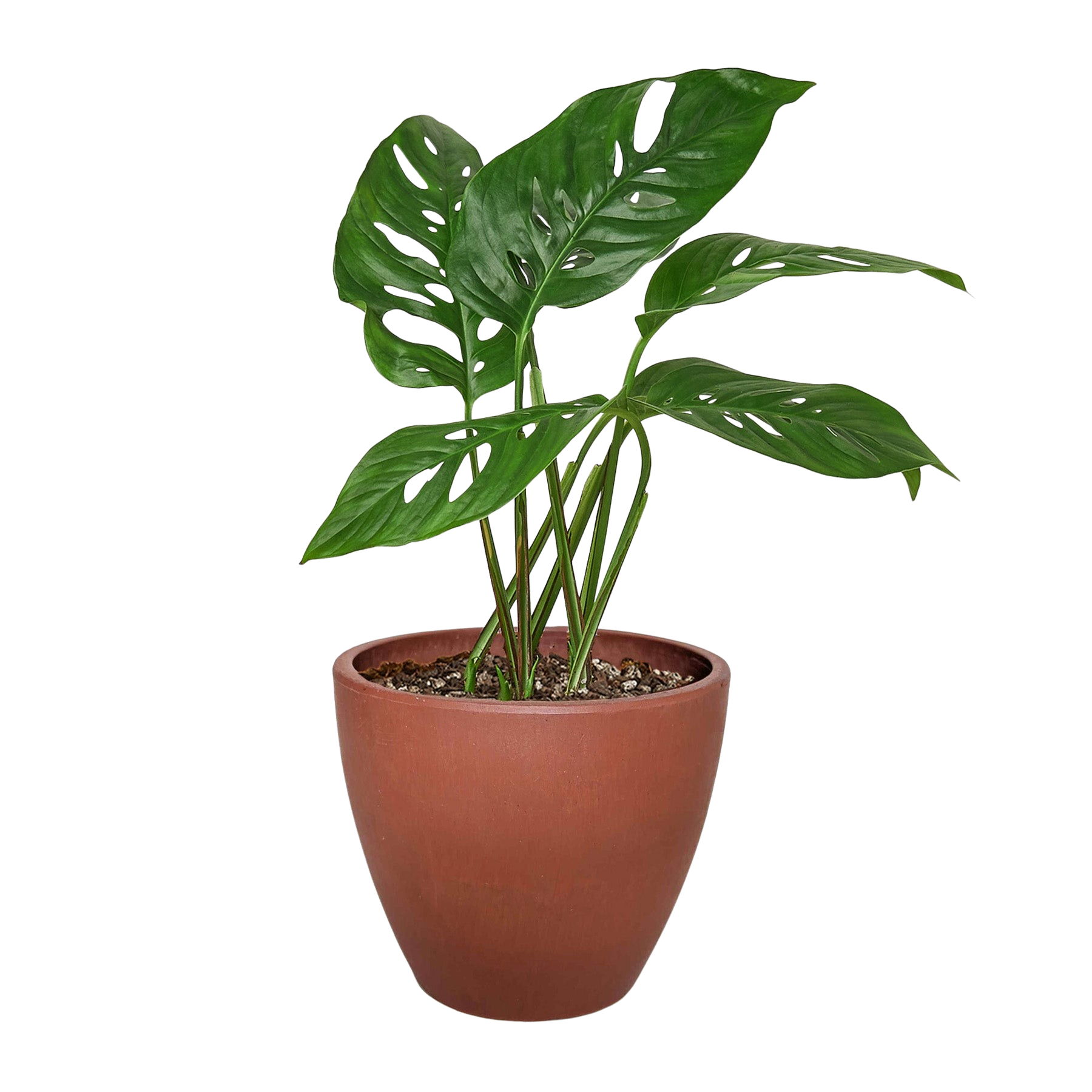 Swiss Cheese Plant Monstera Adansonii Live Indoor Plant (Monstera adansonii), Easy Care Climbing Trailing Houseplant for Home and Office Decor