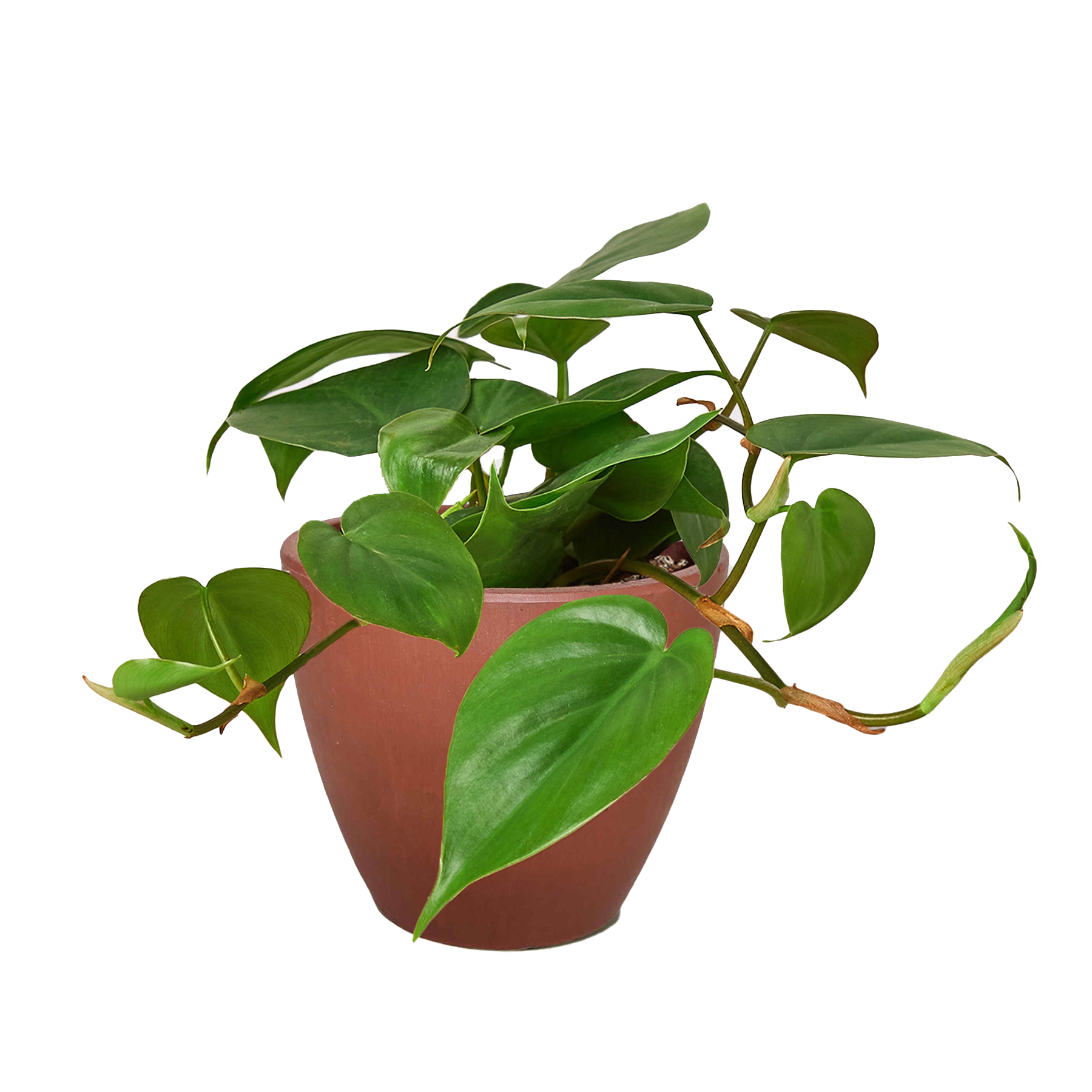 Heartleaf Philodendron Cordatum Live Indoor Plant (Philodendron hederaceum), Easy Care Trailing Houseplant for Home and Office Decor