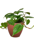 Heartleaf Philodendron Cordatum Live Indoor Plant (Philodendron hederaceum), Easy Care Trailing Houseplant for Home and Office Decor