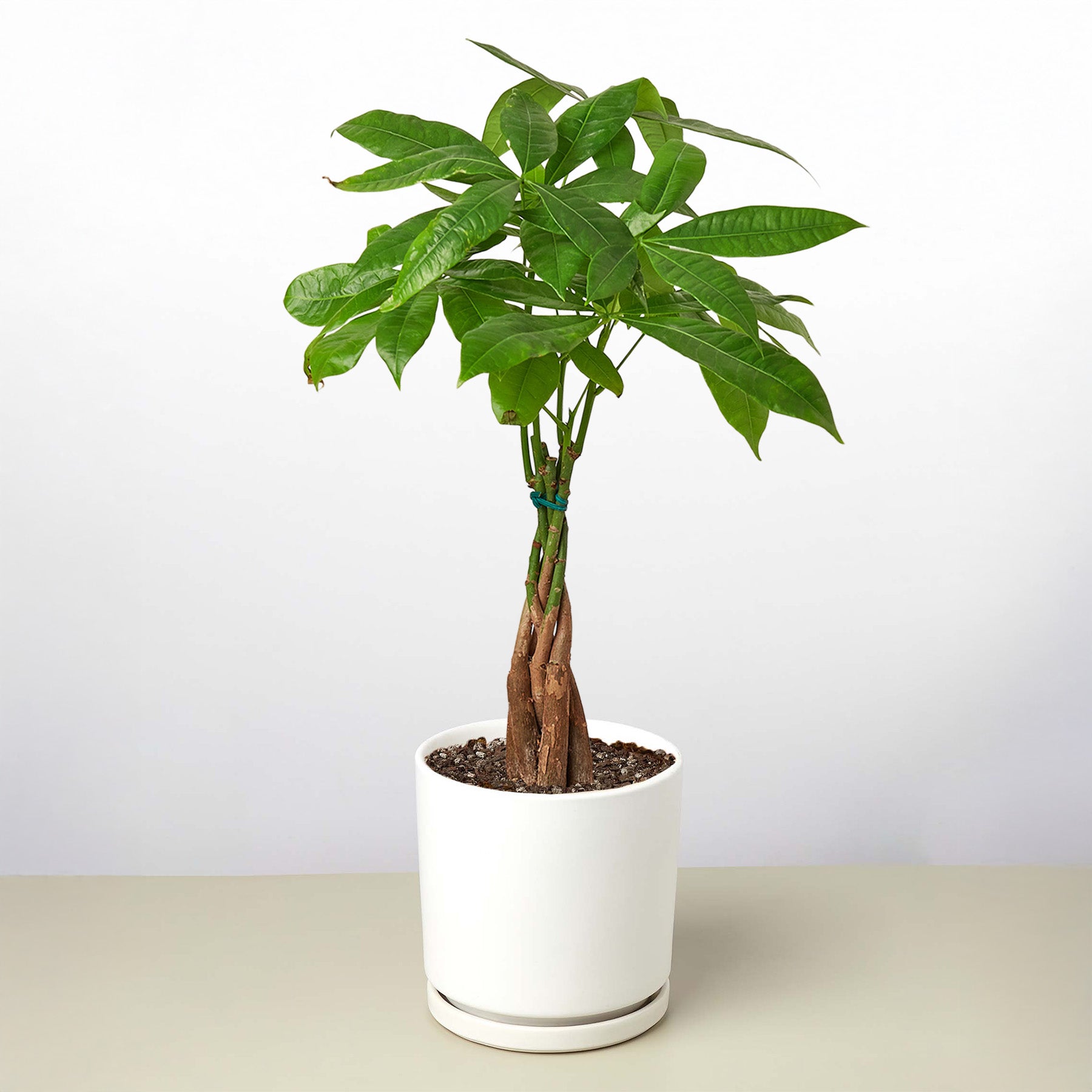 Money Tree Pachira Braid Live Indoor Plant (Pachira aquatica), Easy Care Braided Trunk Houseplant for Home and Office Decor