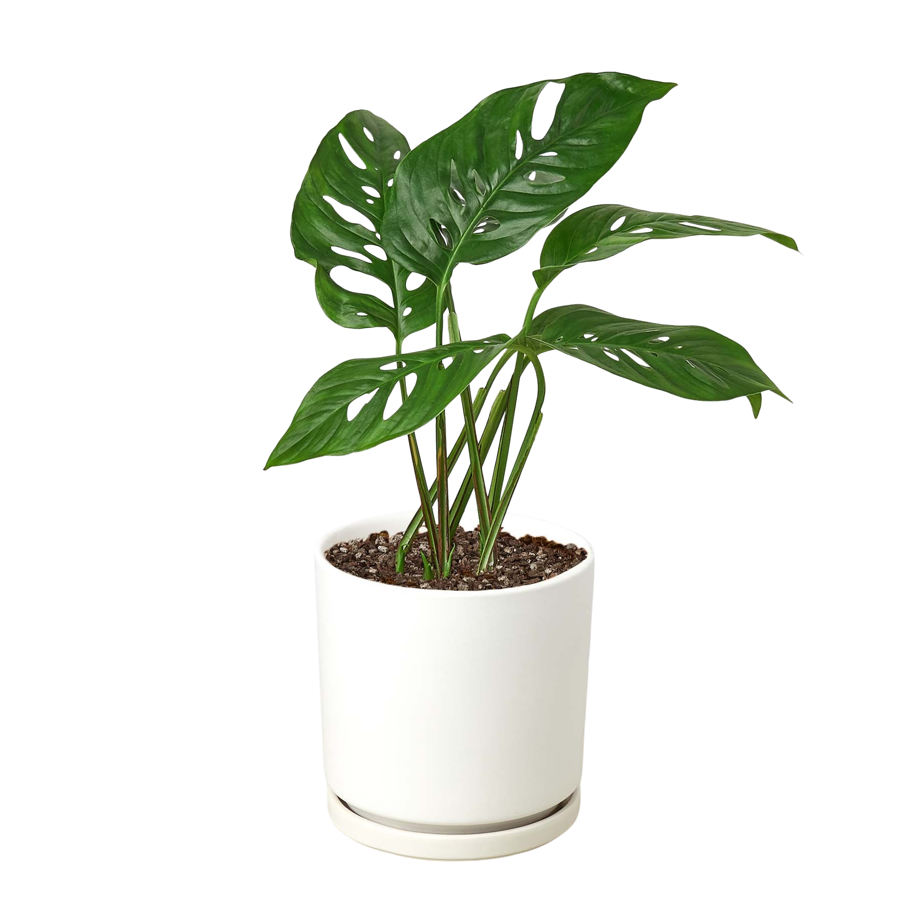 Swiss Cheese Plant Monstera Adansonii Live Indoor Plant (Monstera adansonii), Easy Care Climbing Trailing Houseplant for Home and Office Decor