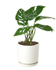 Swiss Cheese Plant Monstera Adansonii Live Indoor Plant (Monstera adansonii), Easy Care Climbing Trailing Houseplant for Home and Office Decor