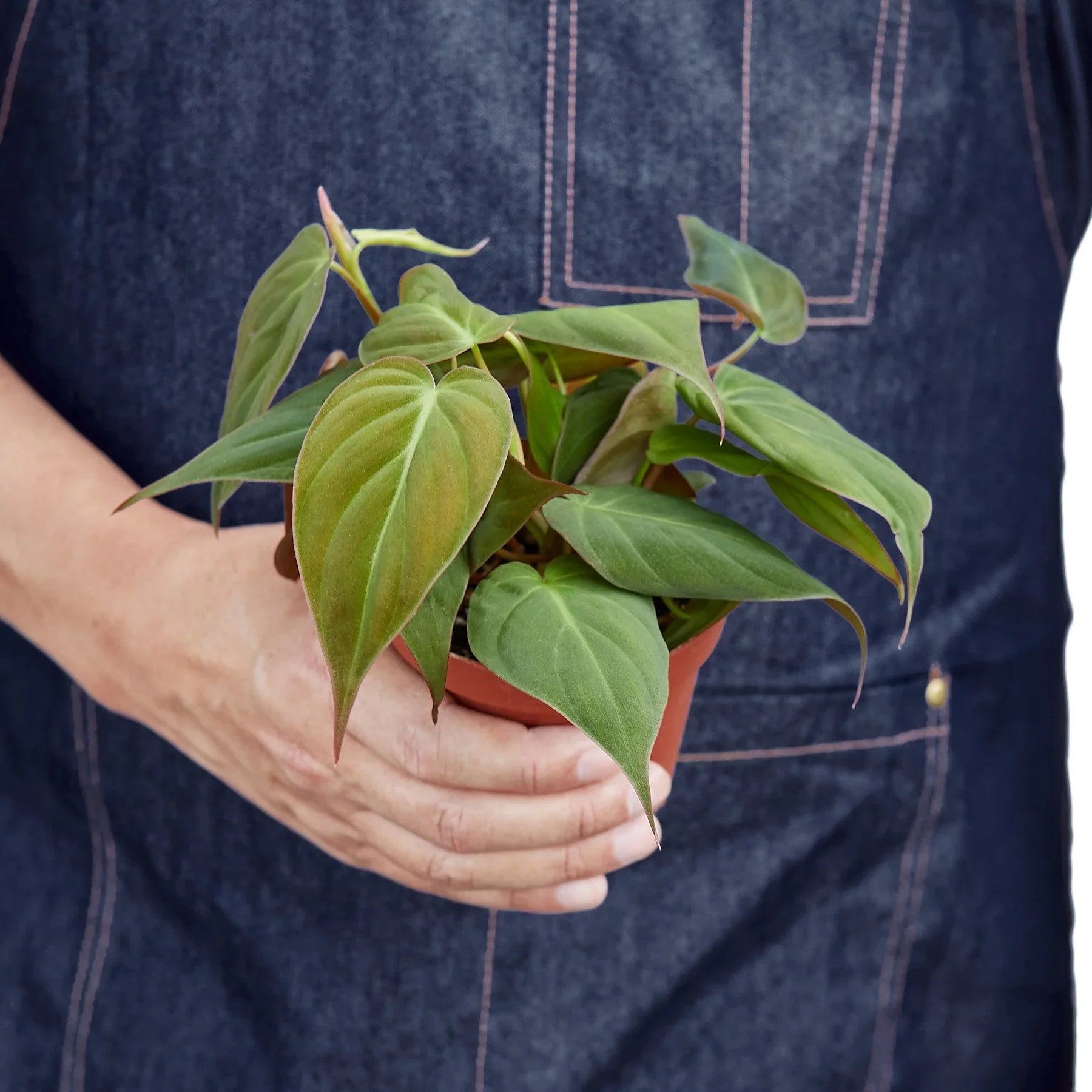 Velvet Philodendron Micans Live Indoor Plant (Philodendron hederaceum micans), Easy Care Trailing Houseplant for Home and Office Decor