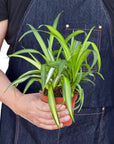 Hawaiian Spider Plant Live Indoor Plant (Chlorophytum), Easy Care Houseplant for Home and Office Decor