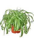 Spider Plant 'Bonnie' Live Indoor Plant (Chlorophytum comosum), Easy Care Curly Houseplant for Home and Office Decor