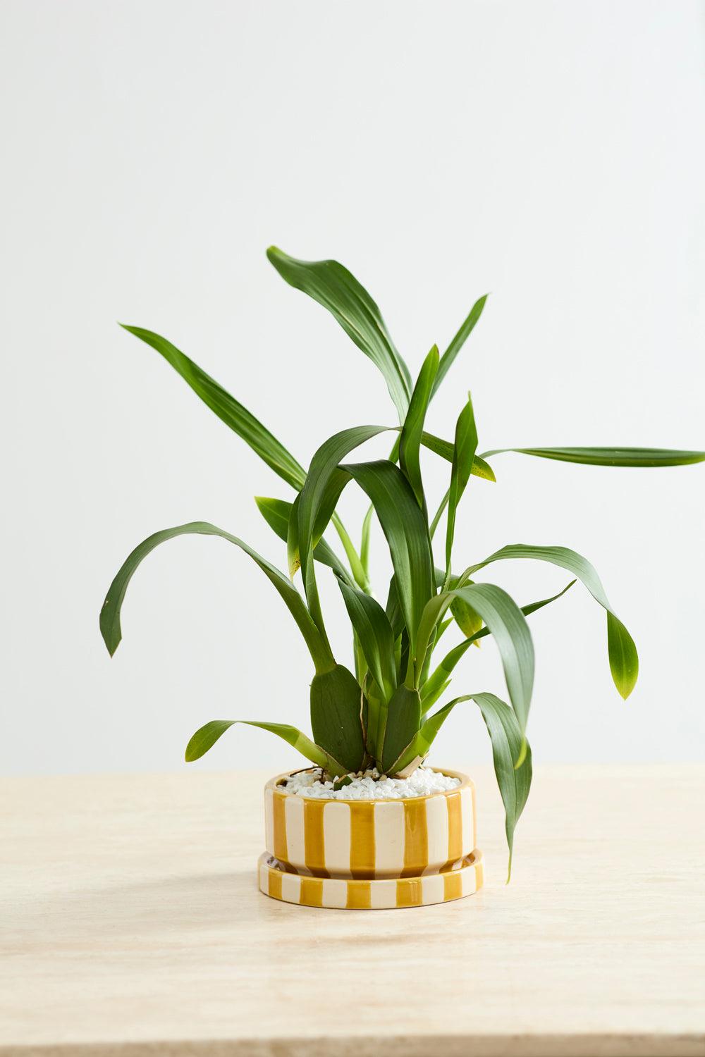Low Saffron yellow and white striped ceramic planter with saucer, 6.5 inch, view 2