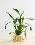 Low Saffron yellow and white striped ceramic planter with saucer, 6.5 inch, view 2