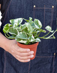 Pothos 'N'Joy' Live Indoor Plant (Epipremnum aureum), Easy Care Trailing Houseplant for Home and Office Decor