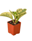 Peperomia 'Marble' Live Indoor Plant (Peperomia), Easy Care Compact Foliage Houseplant for Home and Office Decor