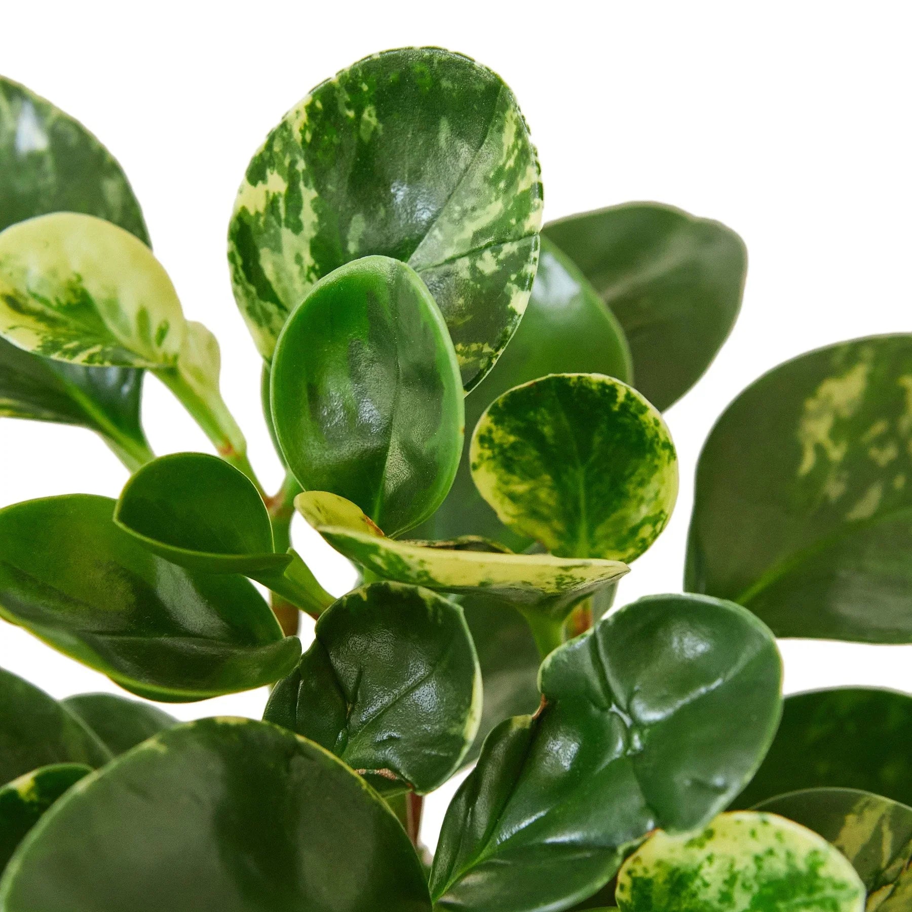 Peperomia 'Marble' Live Indoor Plant (Peperomia), Easy Care Compact Foliage Houseplant for Home and Office Decor