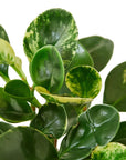 Peperomia 'Marble' Live Indoor Plant (Peperomia), Easy Care Compact Foliage Houseplant for Home and Office Decor