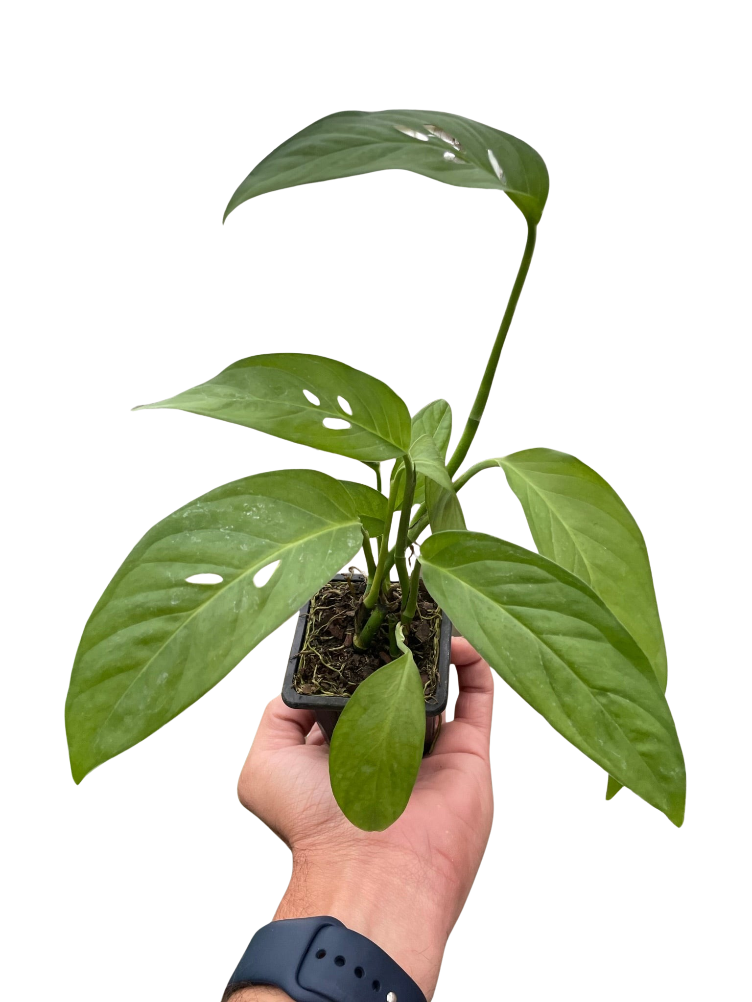 Swiss Cheese Plant Monstera Adansonii Live Indoor Plant (Monstera adansonii), Easy Care Climbing Trailing Houseplant for Home and Office Decor
