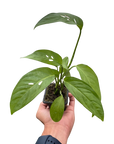 Swiss Cheese Plant Monstera Adansonii Live Indoor Plant (Monstera adansonii), Easy Care Climbing Trailing Houseplant for Home and Office Decor