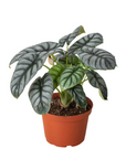 Alocasia Silver Dragon
