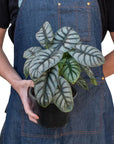 Alocasia Silver Dragon