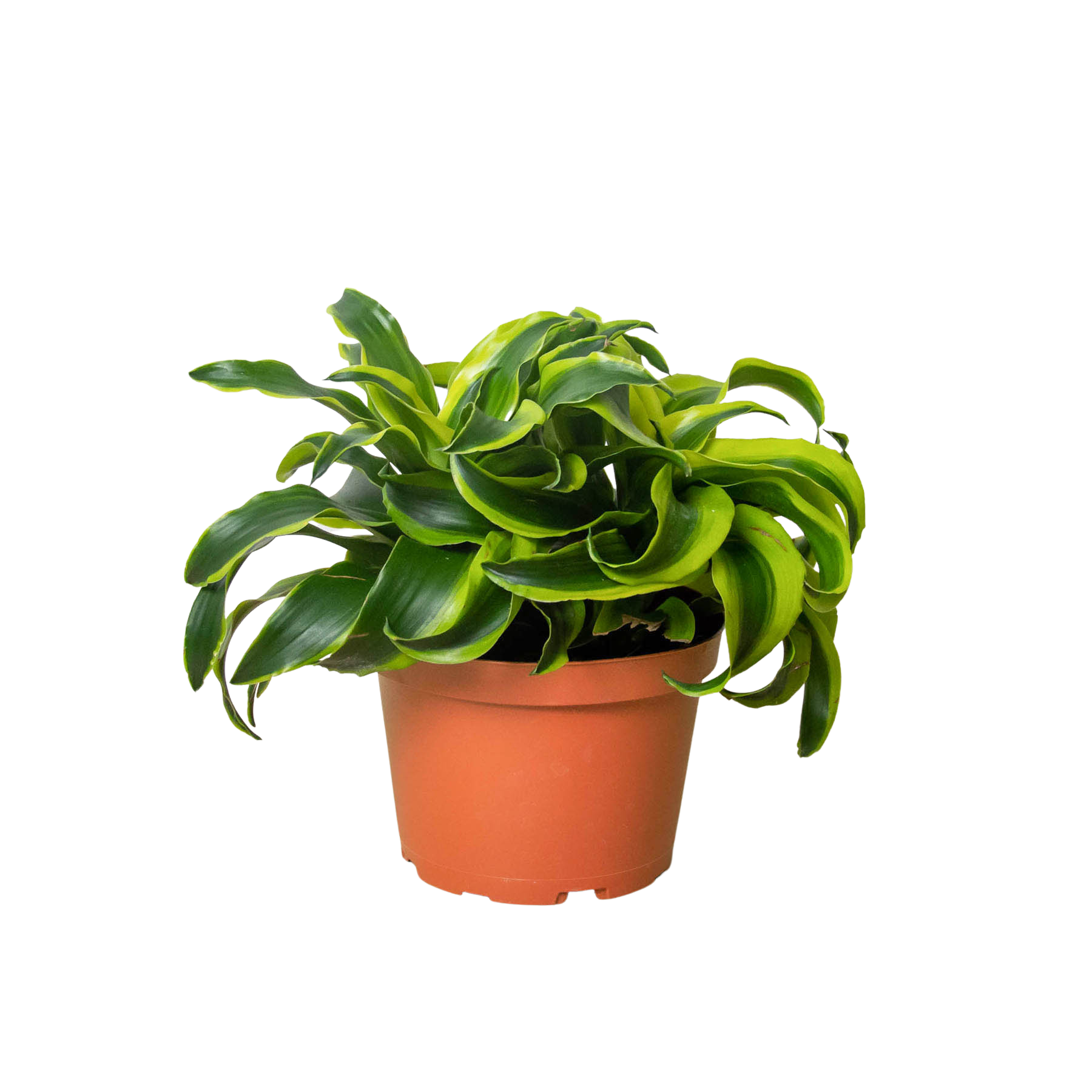 Dracaena 'Tornado' Live Indoor Plant (Dracaena deremensis), Easy Care Houseplant for Home and Office Decor
