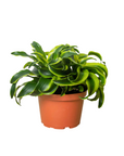 Dracaena 'Tornado' Live Indoor Plant (Dracaena deremensis), Easy Care Houseplant for Home and Office Decor