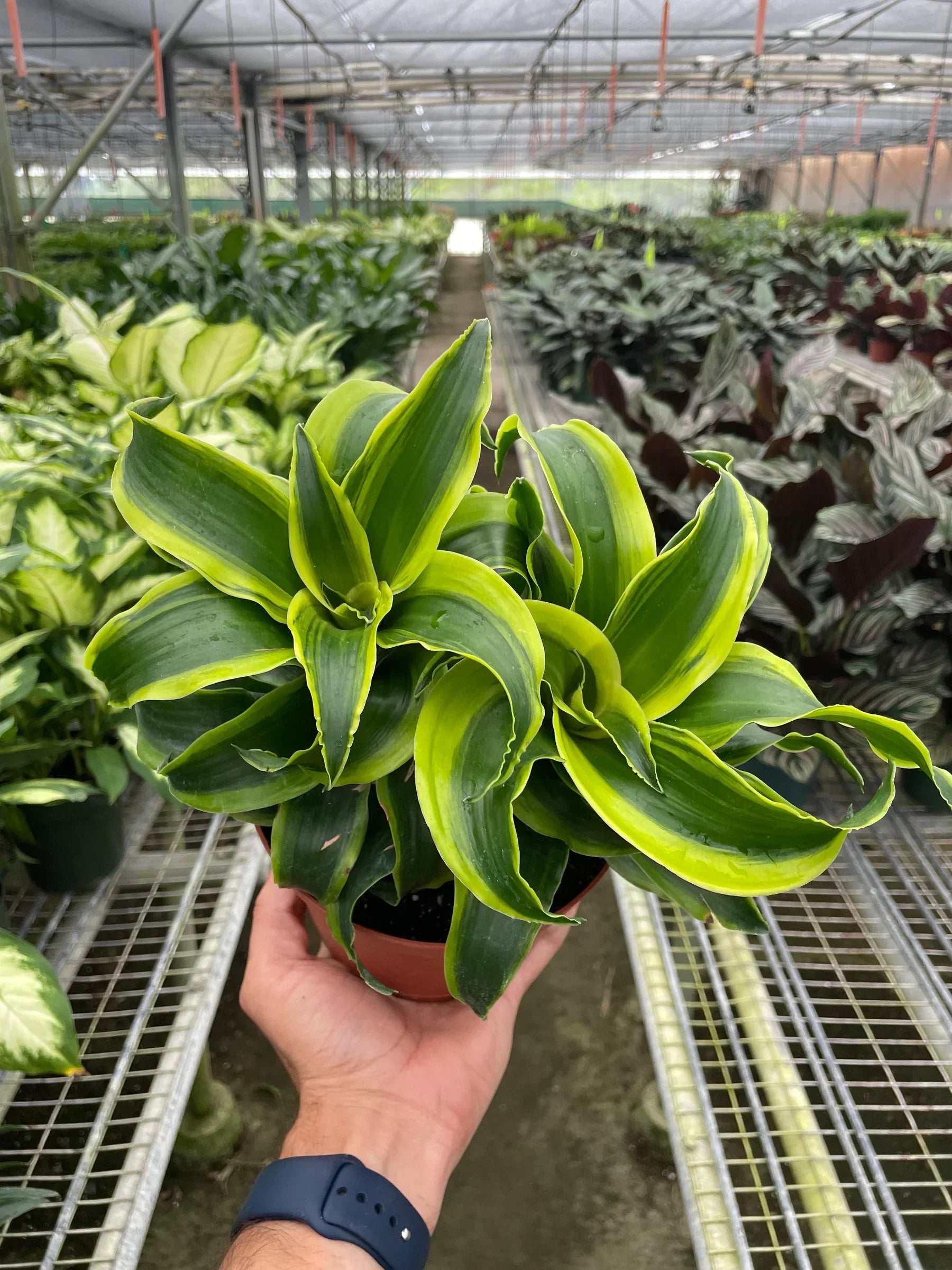 Dracaena 'Tornado' Live Indoor Plant (Dracaena deremensis), Easy Care Houseplant for Home and Office Decor