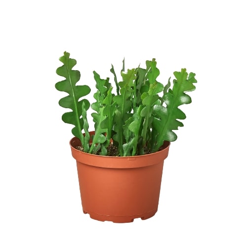 Ric Rac Cactus Live Indoor Plant (Selenicereus anthonyanus), Easy Care Trailing Fishbone Houseplant for Home and Office Decor