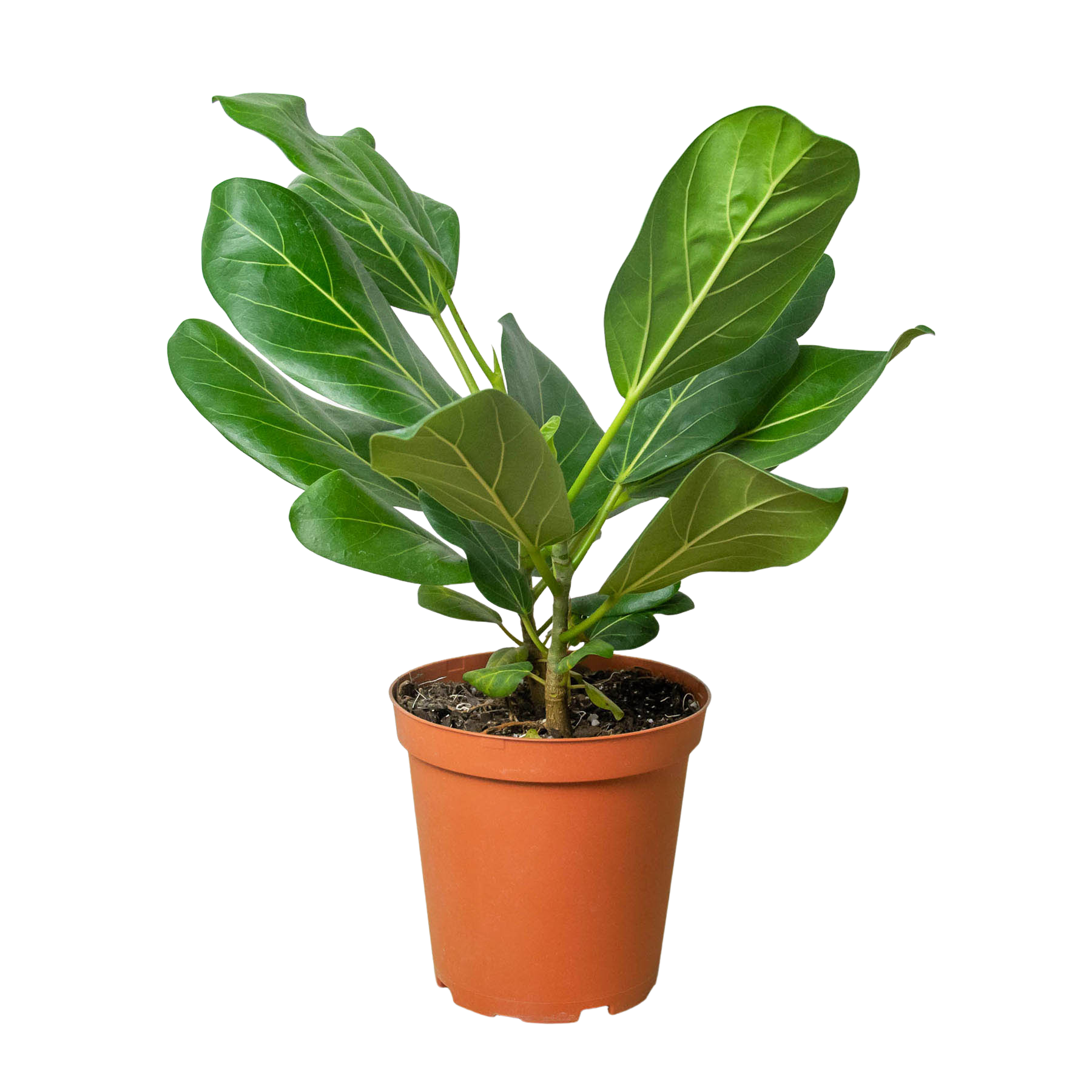 Ficus Audrey (Ficus benghalensis)