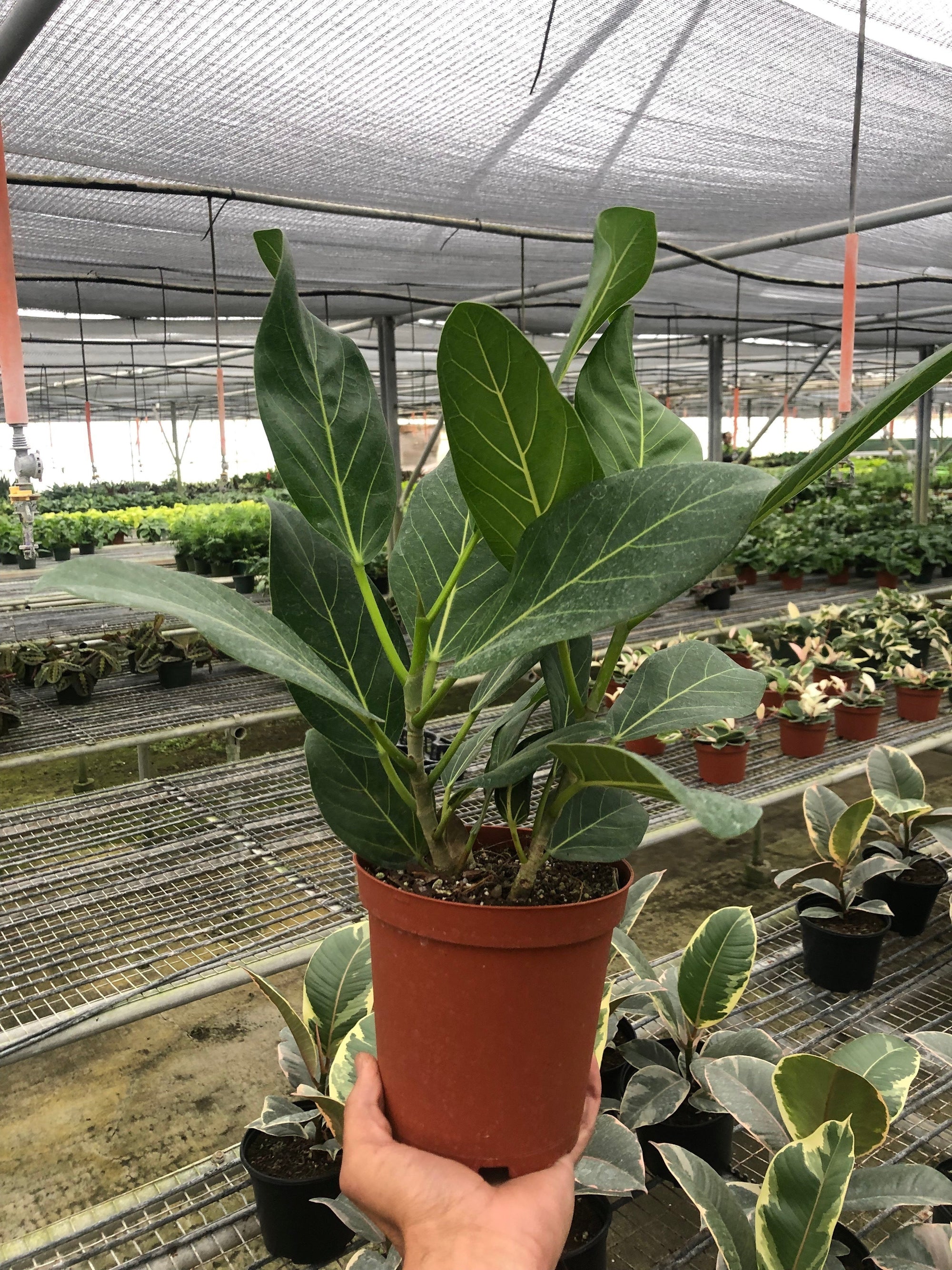 Ficus Audrey (Ficus benghalensis)