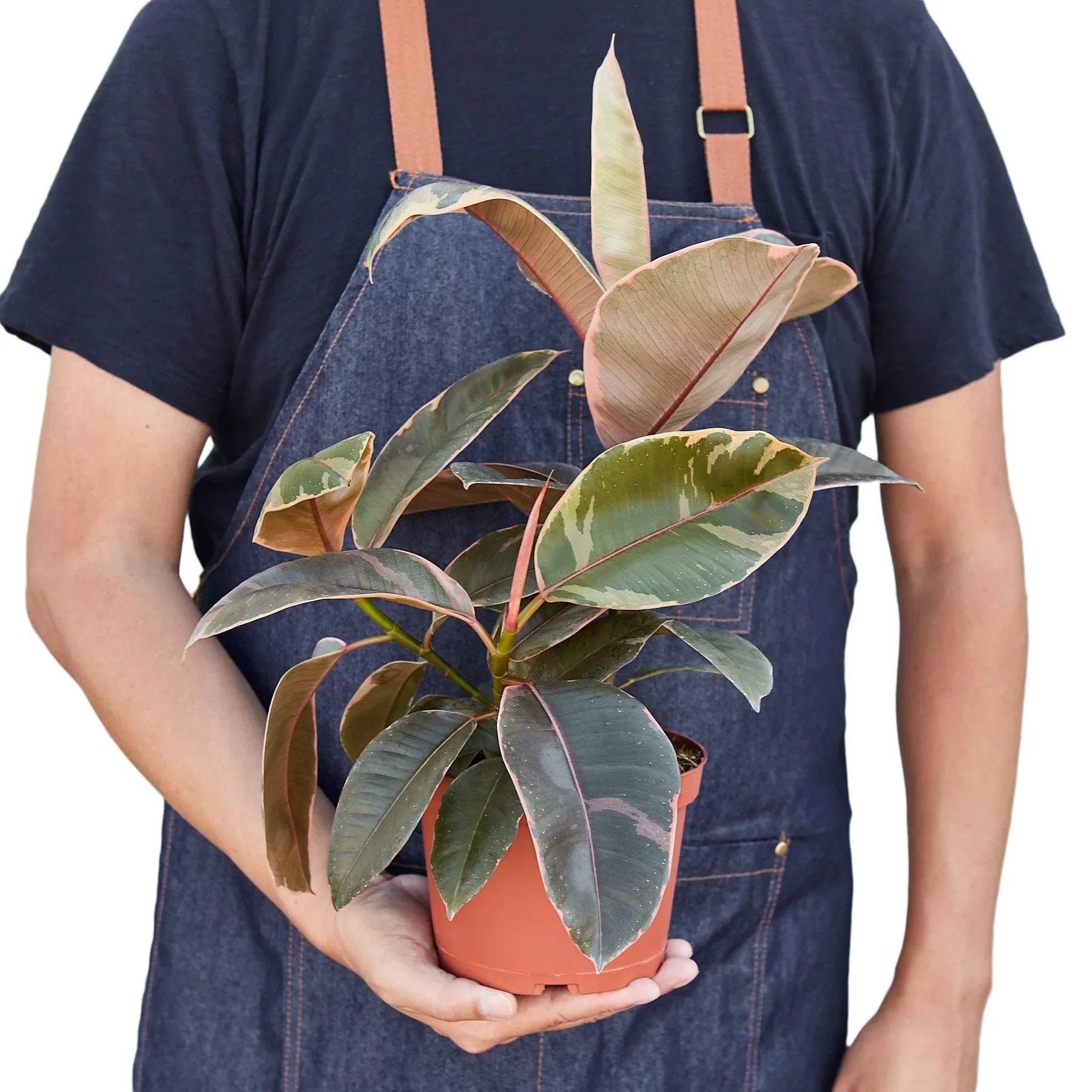 Ruby Pink Rubber Plant Live Indoor Plant (Ficus elastica), Easy Care Colorful Foliage Houseplant for Home and Office Decor