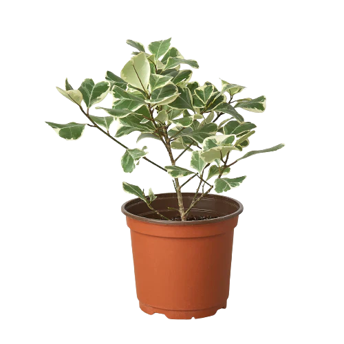 Variegated Triangularis Rubber Plant Live Indoor Plant (Ficus triangularis variegata), Easy Care Variegated Foliage Houseplant for Home and Office Decor