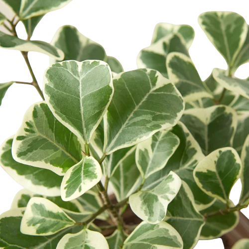Variegated Triangularis Rubber Plant Live Indoor Plant (Ficus triangularis variegata), Easy Care Variegated Foliage Houseplant for Home and Office Decor