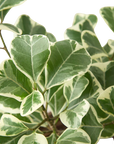 Variegated Triangularis Rubber Plant Live Indoor Plant (Ficus triangularis variegata), Easy Care Variegated Foliage Houseplant for Home and Office Decor