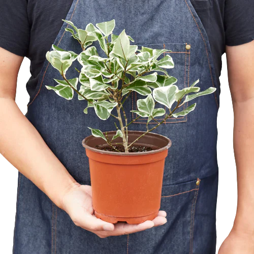 Variegated Triangularis Rubber Plant Live Indoor Plant (Ficus triangularis variegata), Easy Care Variegated Foliage Houseplant for Home and Office Decor