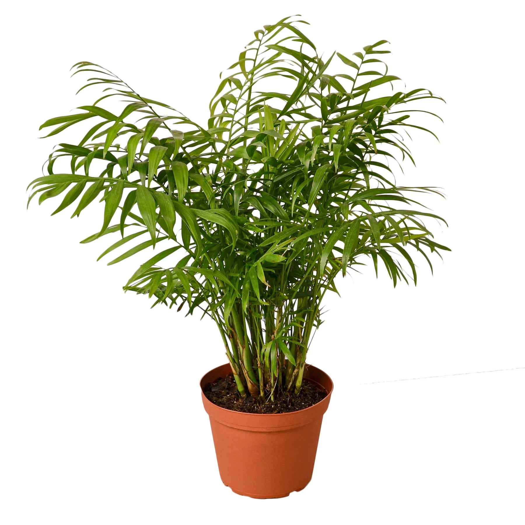 Parlor Palm Live Indoor Plant (Chamaedorea elegans), Easy Care Palm Houseplant for Home and Office Decor