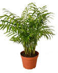 Parlor Palm Live Indoor Plant (Chamaedorea elegans), Easy Care Palm Houseplant for Home and Office Decor