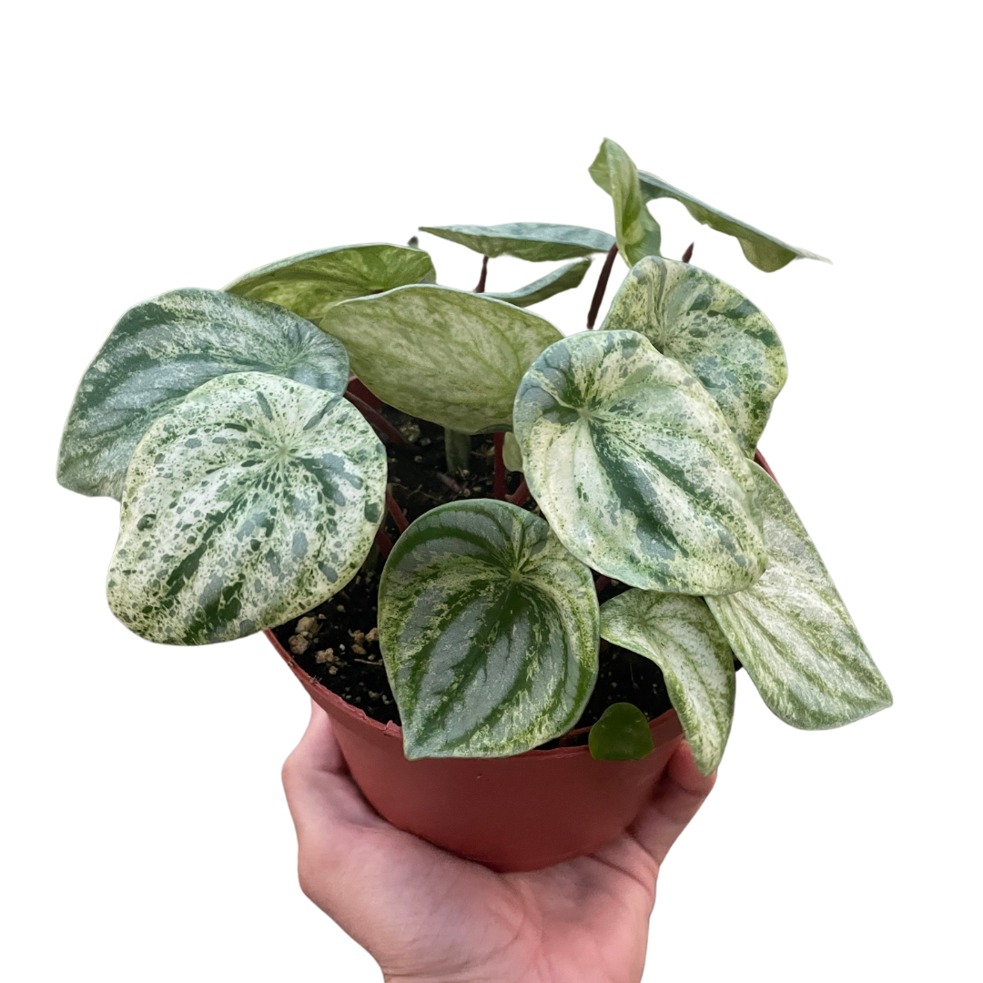 Variegated Watermelon Peperomia (Peperomia argyreia)