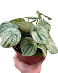 Variegated Watermelon Peperomia (Peperomia argyreia)