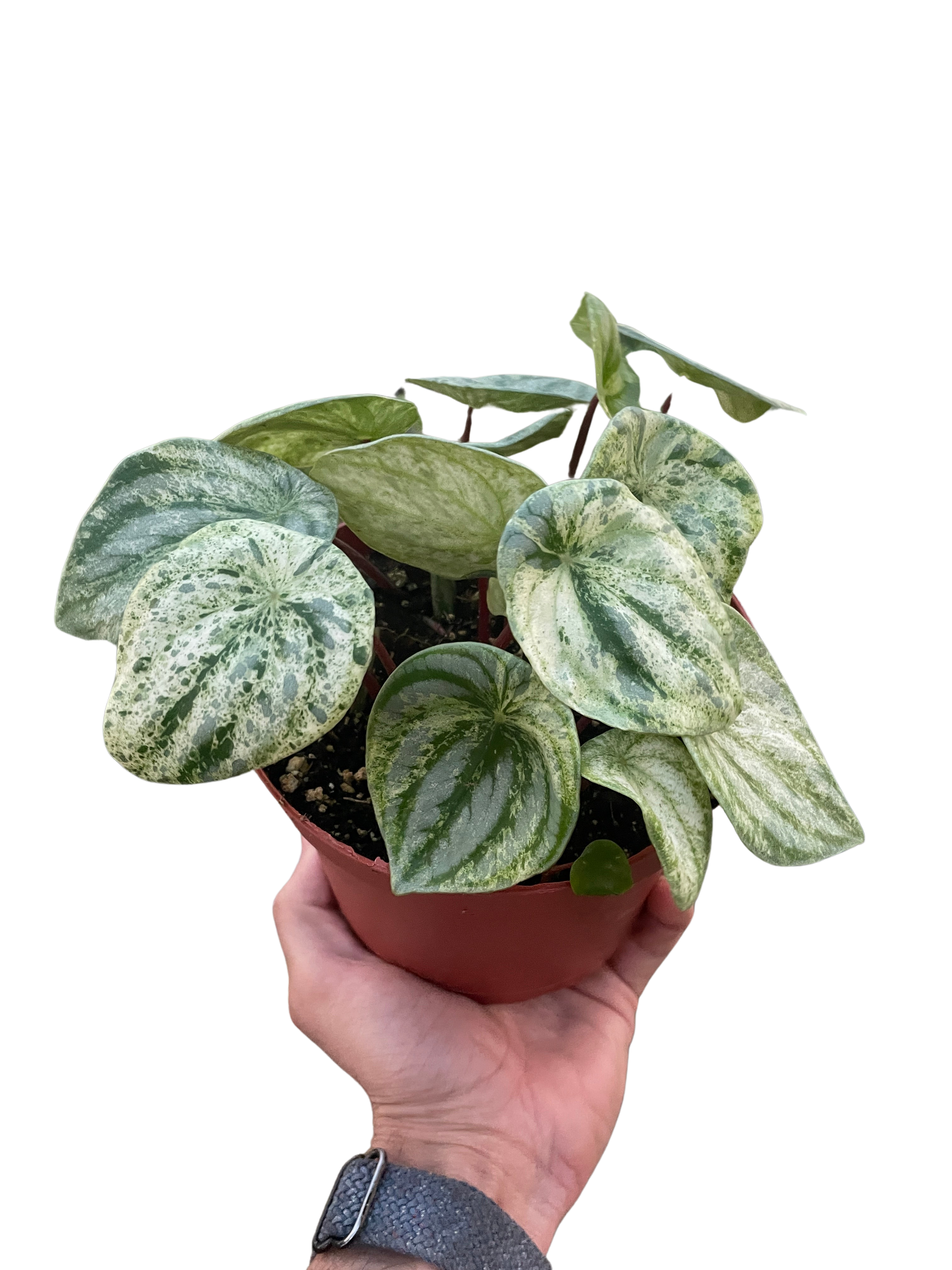 Variegated Watermelon Peperomia (Peperomia argyreia)
