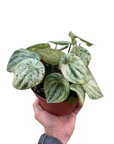 Variegated Watermelon Peperomia (Peperomia argyreia)