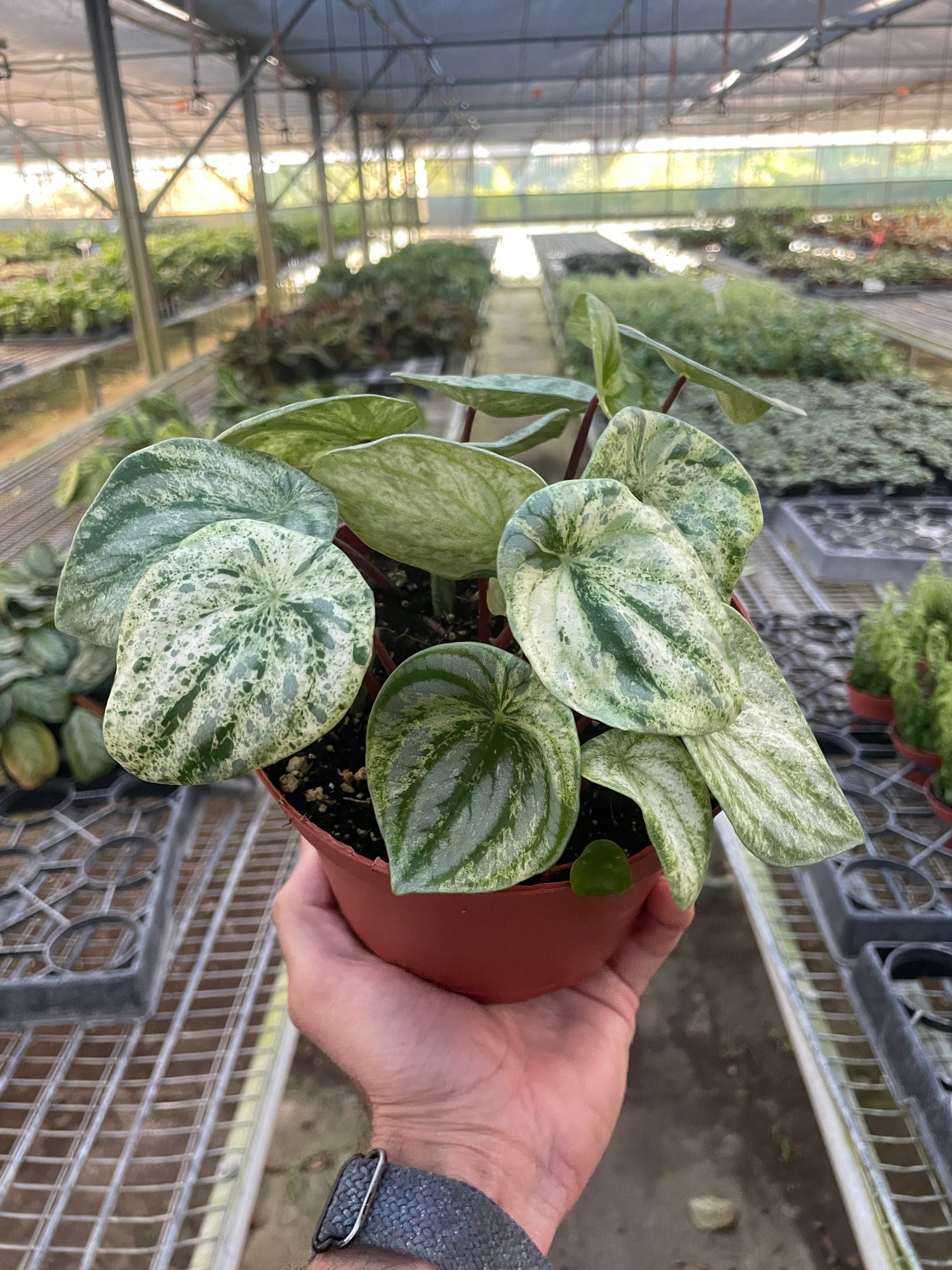 Variegated Watermelon Peperomia (Peperomia argyreia)