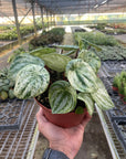 Variegated Watermelon Peperomia (Peperomia argyreia)