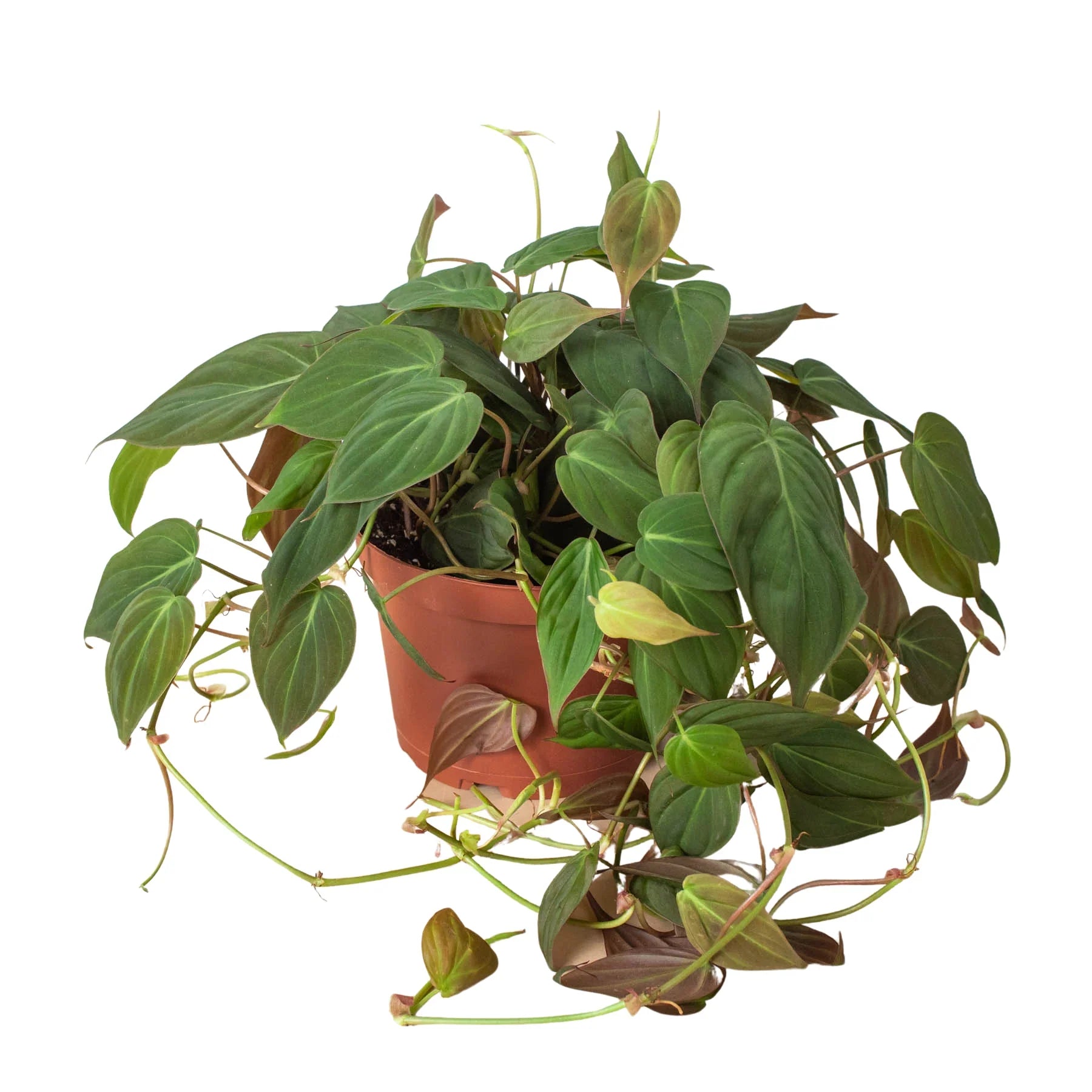 Velvet Philodendron Micans Live Indoor Plant (Philodendron hederaceum micans), Easy Care Trailing Houseplant for Home and Office Decor