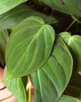 Velvet Philodendron Micans Live Indoor Plant (Philodendron hederaceum micans), Easy Care Trailing Houseplant for Home and Office Decor